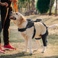 Majos Mart Dog Knee Brace M Size – Adjustable Support for ACL Tear, Patella & Recovery