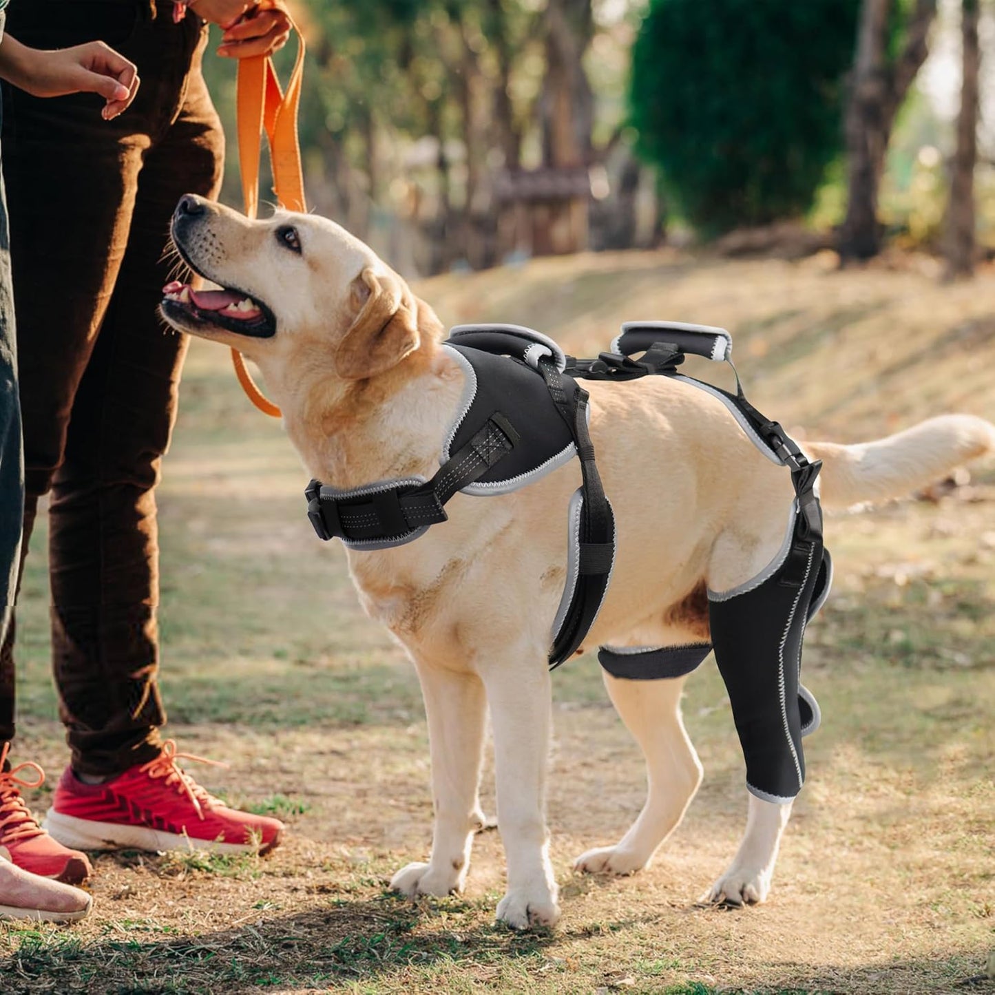 Majos Mart Dog Knee Brace M Size – Adjustable Support for ACL Tear, Patella & Recovery