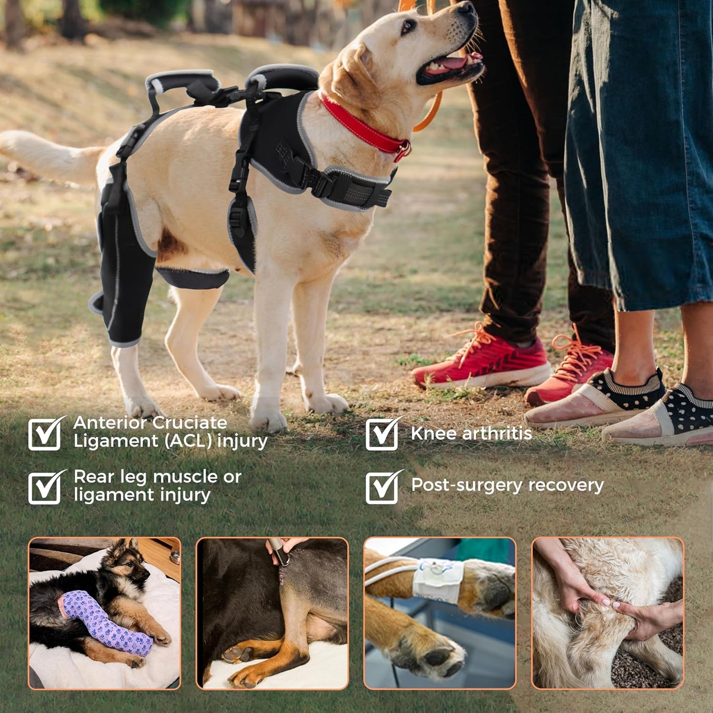 Majos Mart Dog Knee Brace M Size – Adjustable Support for ACL Tear, Patella & Recovery